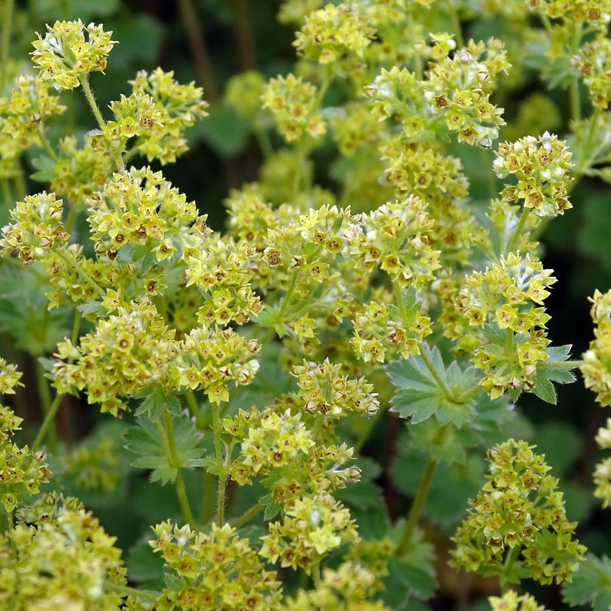 Alchemilla erythropoda - Alchémille Godet de 8/9 cm