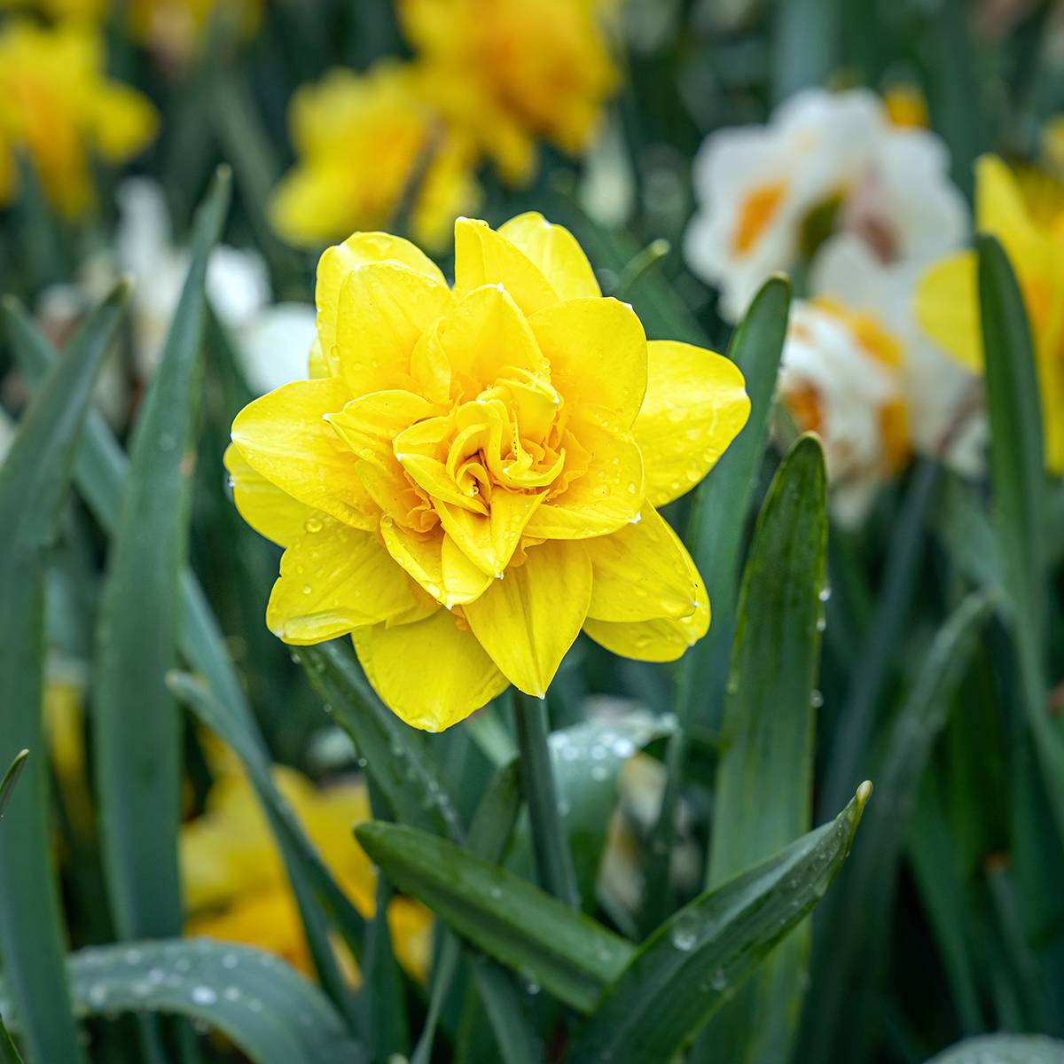 Promesse de Fleurs - Narcisse Golden Ducat Bulbe calibre 16+ (par 10)