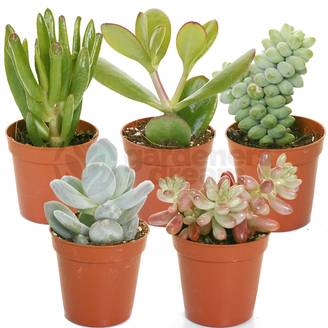 Gardenersdream - Mélange De Succulentes – 5 Plantes – Maison / Bureau Plante D’Intérieur En Pot Cadeau Parfait - GardenersDream