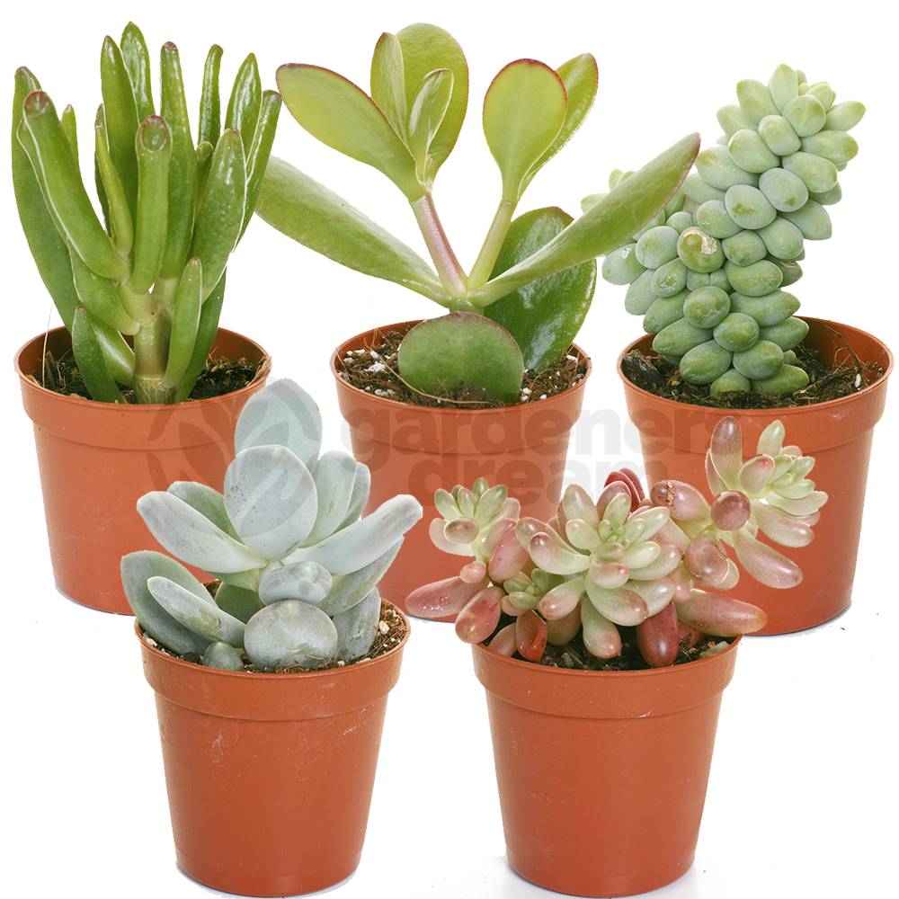 Gardenersdream - Mélange De Succulentes – 5 Plantes – Maison / Bureau Plante D’Intérieur En Pot Cadeau Parfait - GardenersDream