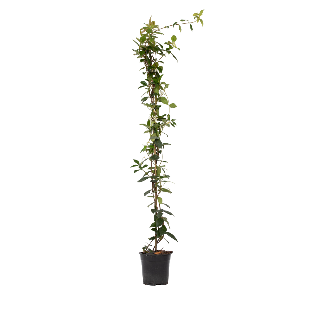Jasmin étoilé - Trachelospermum jasminoides - Hauteur 110-120cm - ⌀17cm - Image 1
