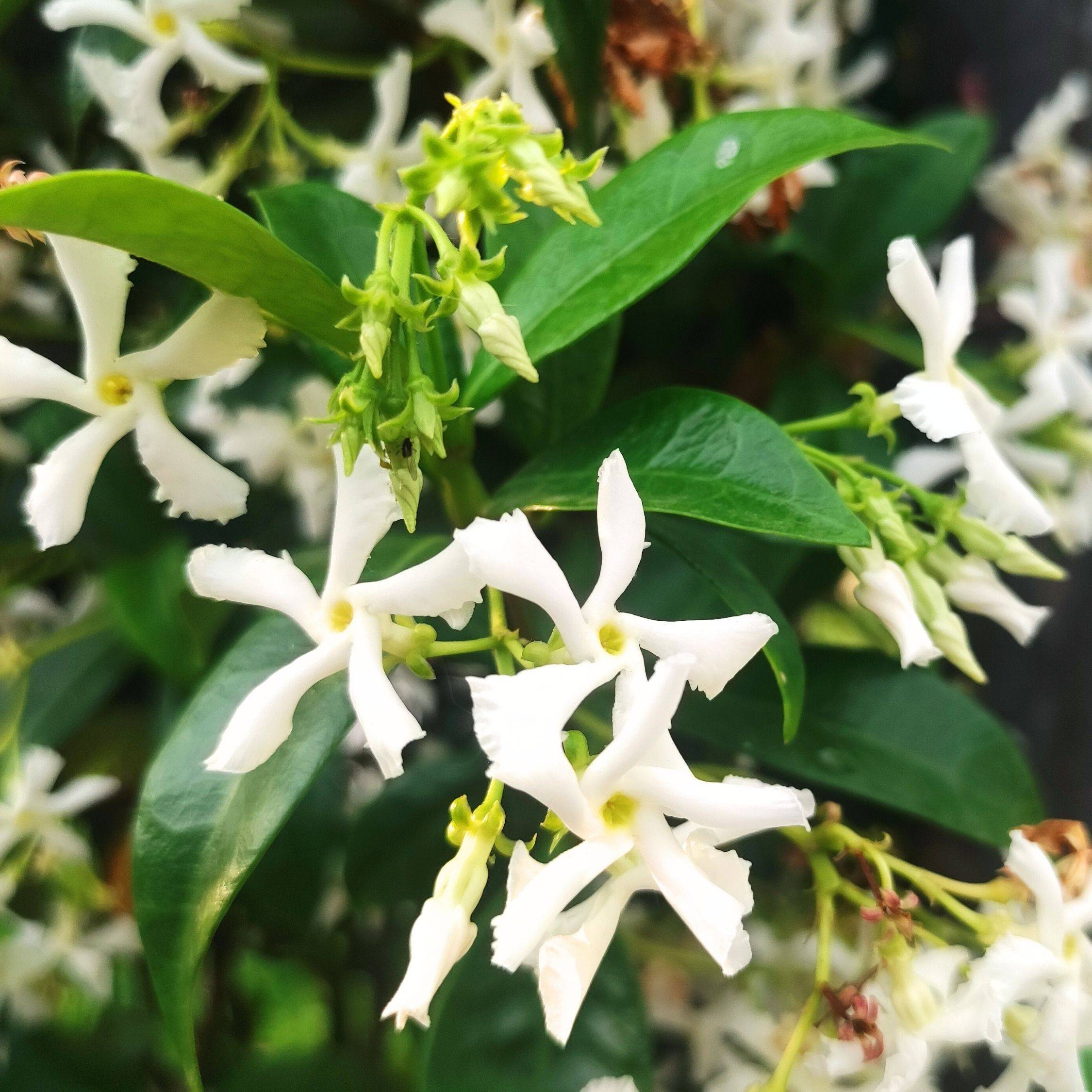 Jasmin étoilé - Trachelospermum jasminoides - Hauteur 110-120cm - ⌀17cm - Image 4