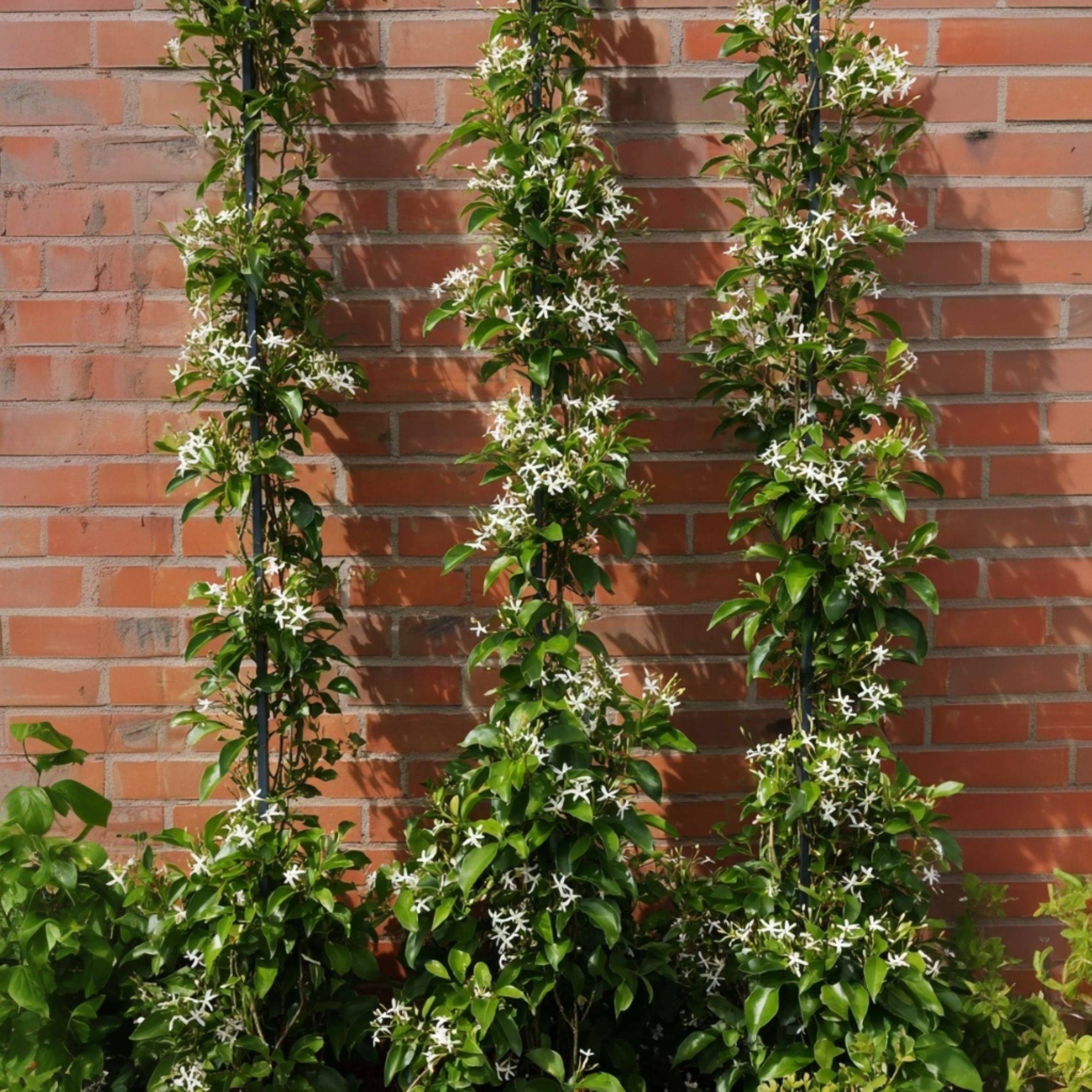 Jasmin étoilé - Trachelospermum jasminoides - Hauteur 110-120cm - ⌀17cm - Image 3
