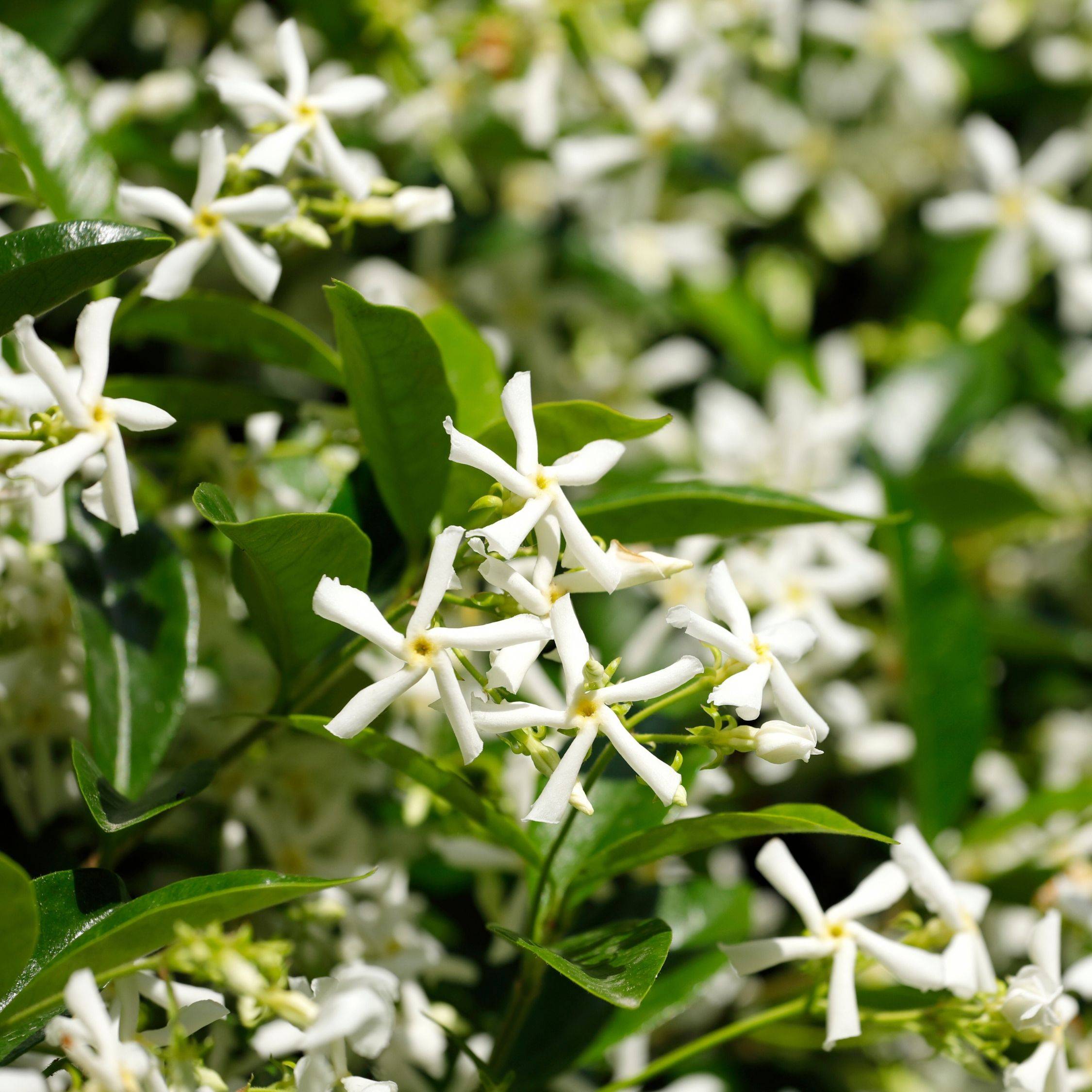 Jasmin étoilé - Trachelospermum jasminoides - Hauteur 110-120cm - ⌀17cm - Image 5