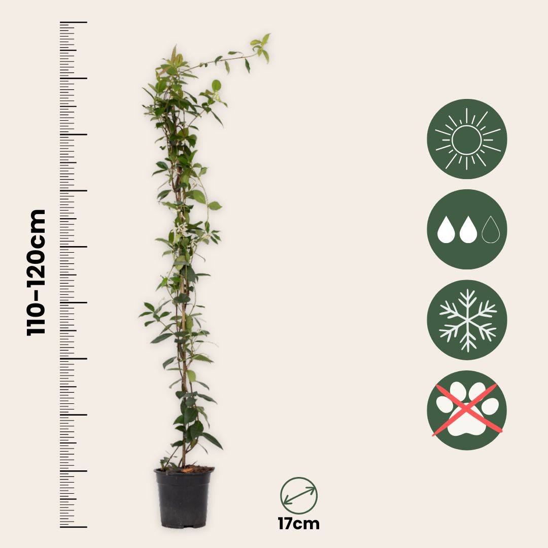 Jasmin étoilé - Trachelospermum jasminoides - Hauteur 110-120cm - ⌀17cm - Image 6
