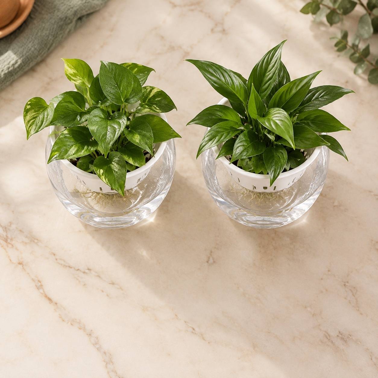 Pot Transparent avec Trous pour Plantes Cactus Succulentes - Image 7