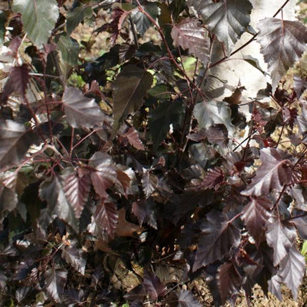 Bouleau pourpre - Betula pendula Royal Frost Pot de 7,5L/10L