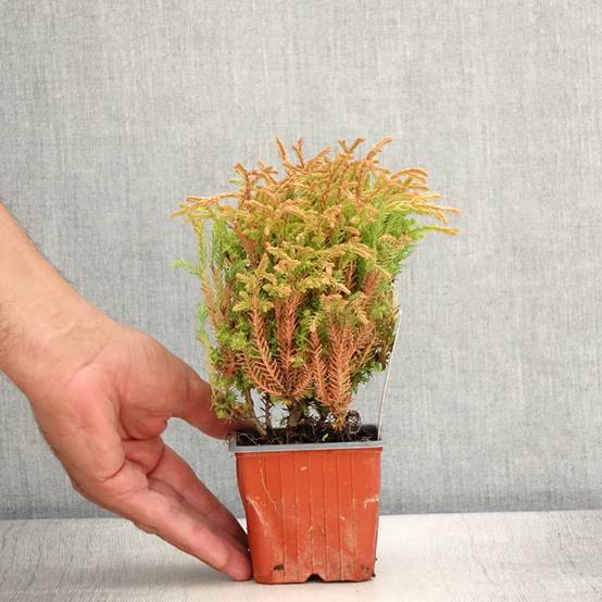 Promesse de Fleurs - Thuya du Canada - Thuja occidentalis Golden Tuffet Godet de 8/9 cm - Image 2