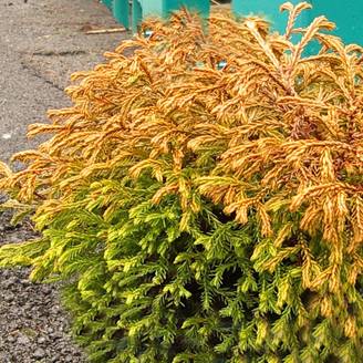 Thuya du Canada - Thuja occidentalis Golden Tuffet Godet de 8/9 cm
