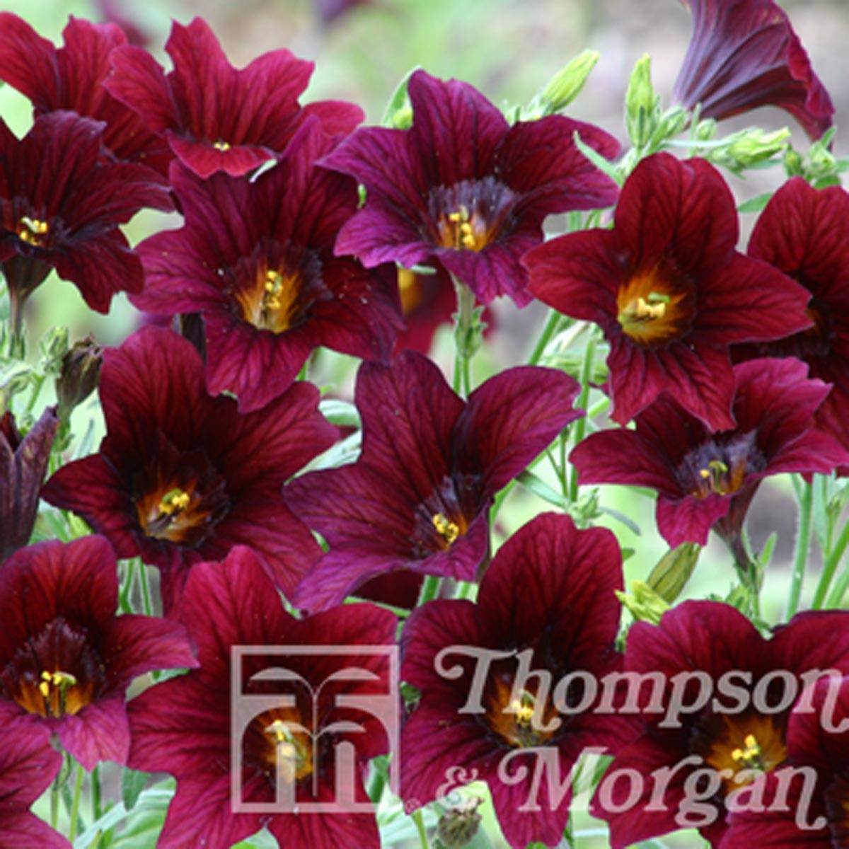 Graines de Salpiglossis Black Trumpets le sachet de 400 graines environ (0,12g)