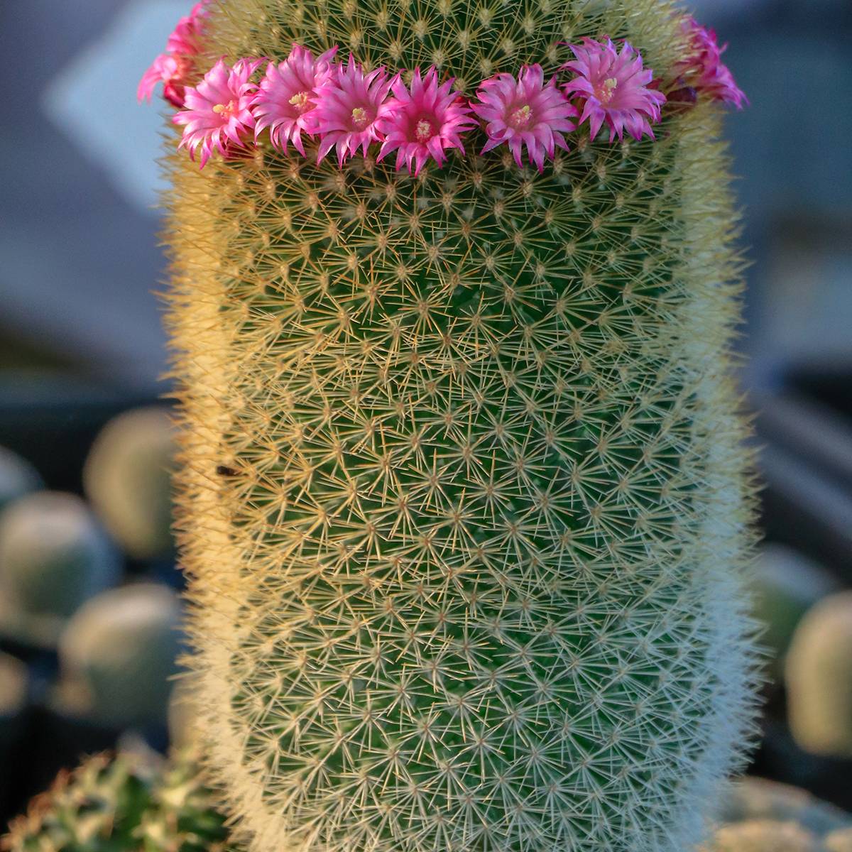 Promesse de Fleurs - Cactus - Mammillaria pilcayensis Mini-plante