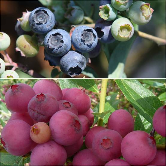 Promesse de Fleurs - Duo de myrtilliers bleu et rose - Collection de 2 plantes