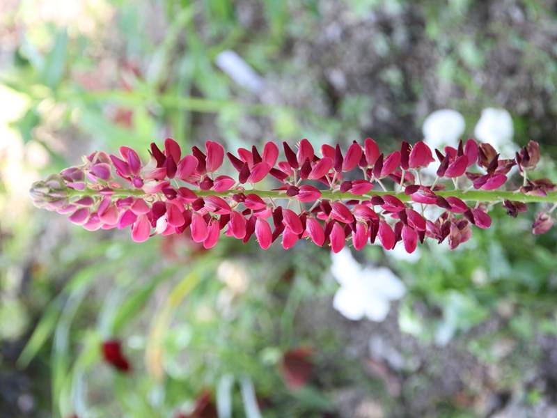 Graines de Lupin vivace Russell Hybrids en mélange - Lupinus polyphyllus le sachet de 100 graines environ (0.025g)