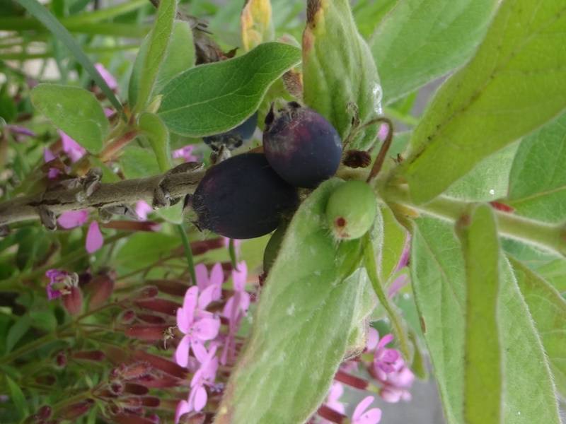 Lonicera caerulea ssp. kamtchatica - Baie de mai Pot de 1,5L/2L - Image 1