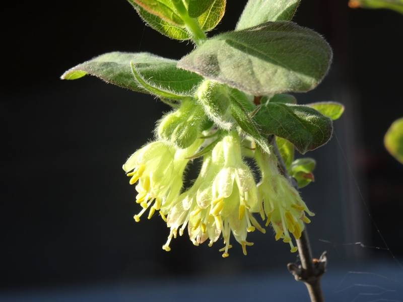 Lonicera caerulea ssp. kamtchatica - Baie de mai Pot de 1,5L/2L - Image 3