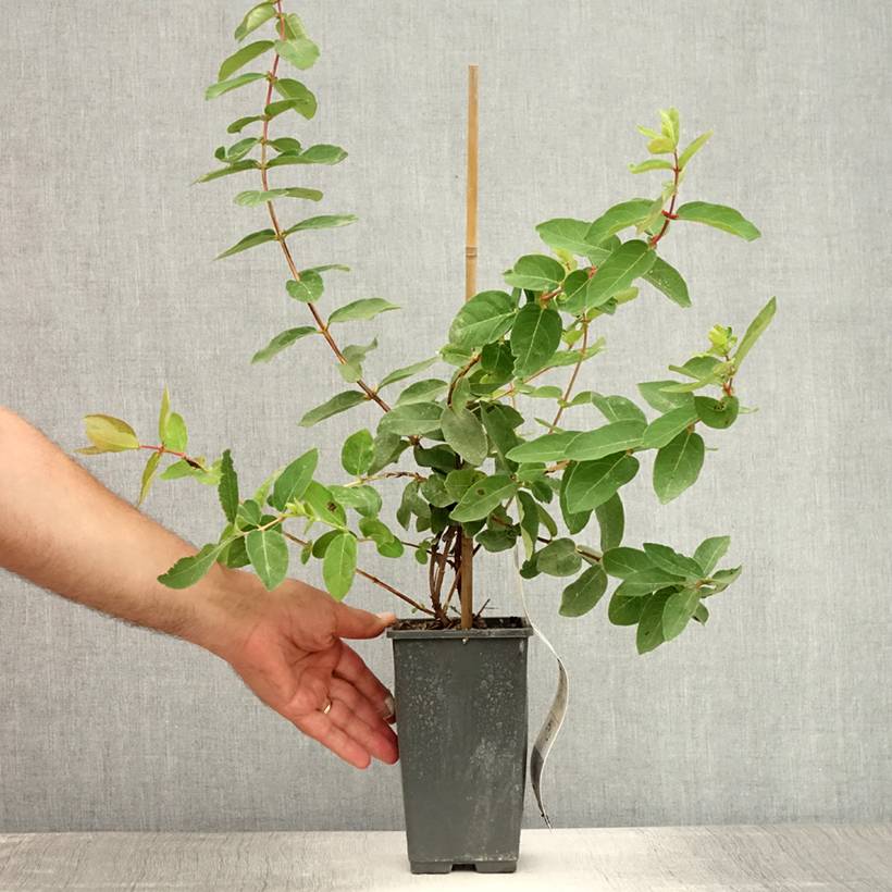 Lonicera caerulea ssp. kamtchatica - Baie de mai Pot de 1,5L/2L - Image 2