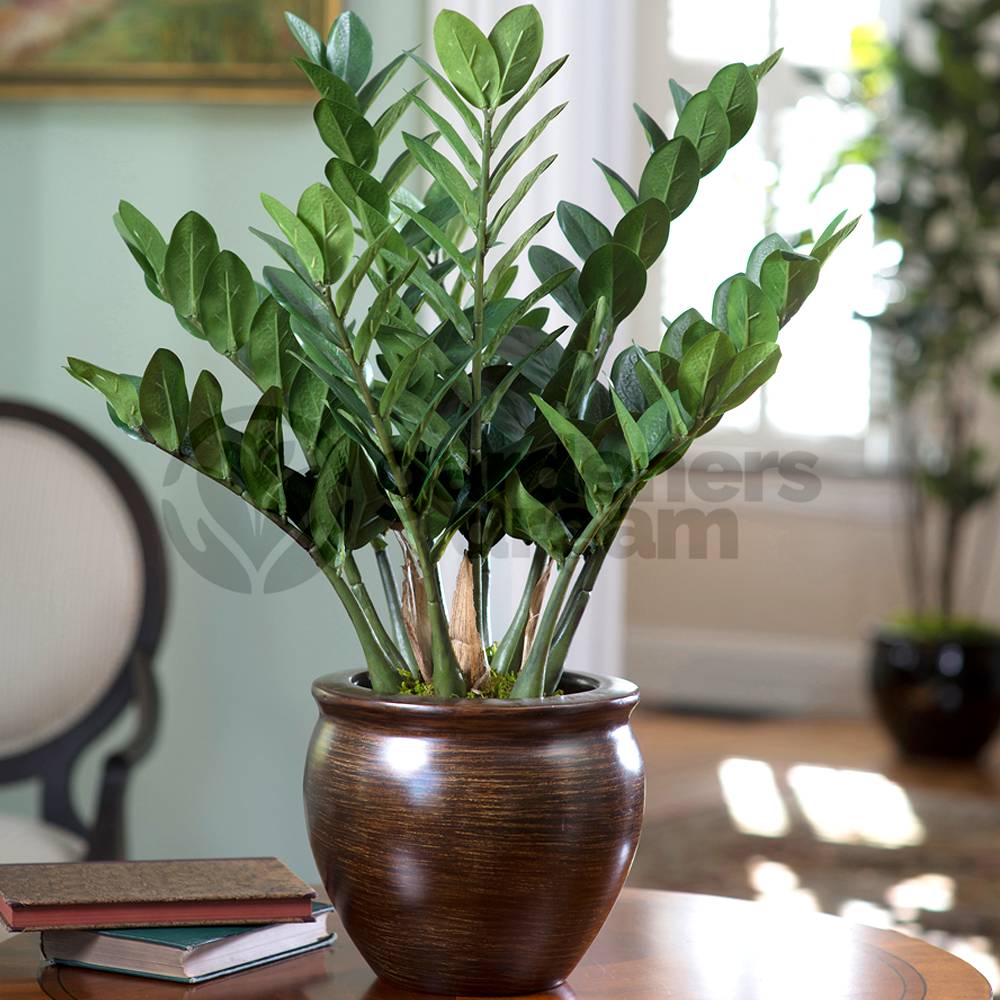 Gardenersdream - Zamioculca Zamiifolia 13 Cm - 1 Plante - Maison / Bureau Plante D’Intérieur En Pot - GardenersDream - Imagen 2