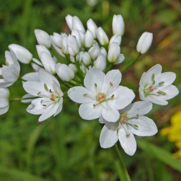 Ail d'ornement - Allium neapolitanum Bulbe calibre 4+ (par 25)