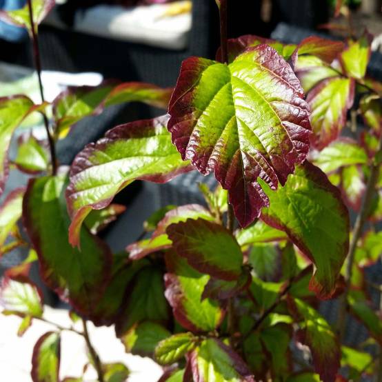 Parrotia persica Persian Spire - Arbre de fer Pot de 3L/4L - Image 1