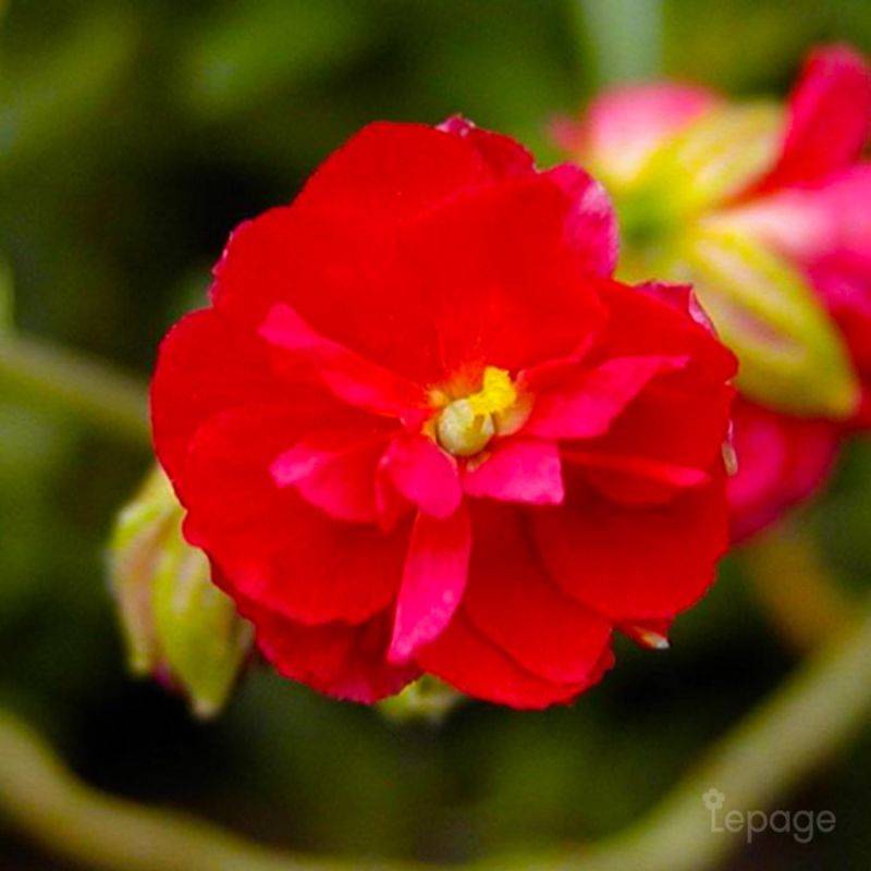 3 Hélianthèmes 'Cerise Queen' (Helianthemum) - Lot de 3 vivaces - Pépinières Naudet - Imagen 1