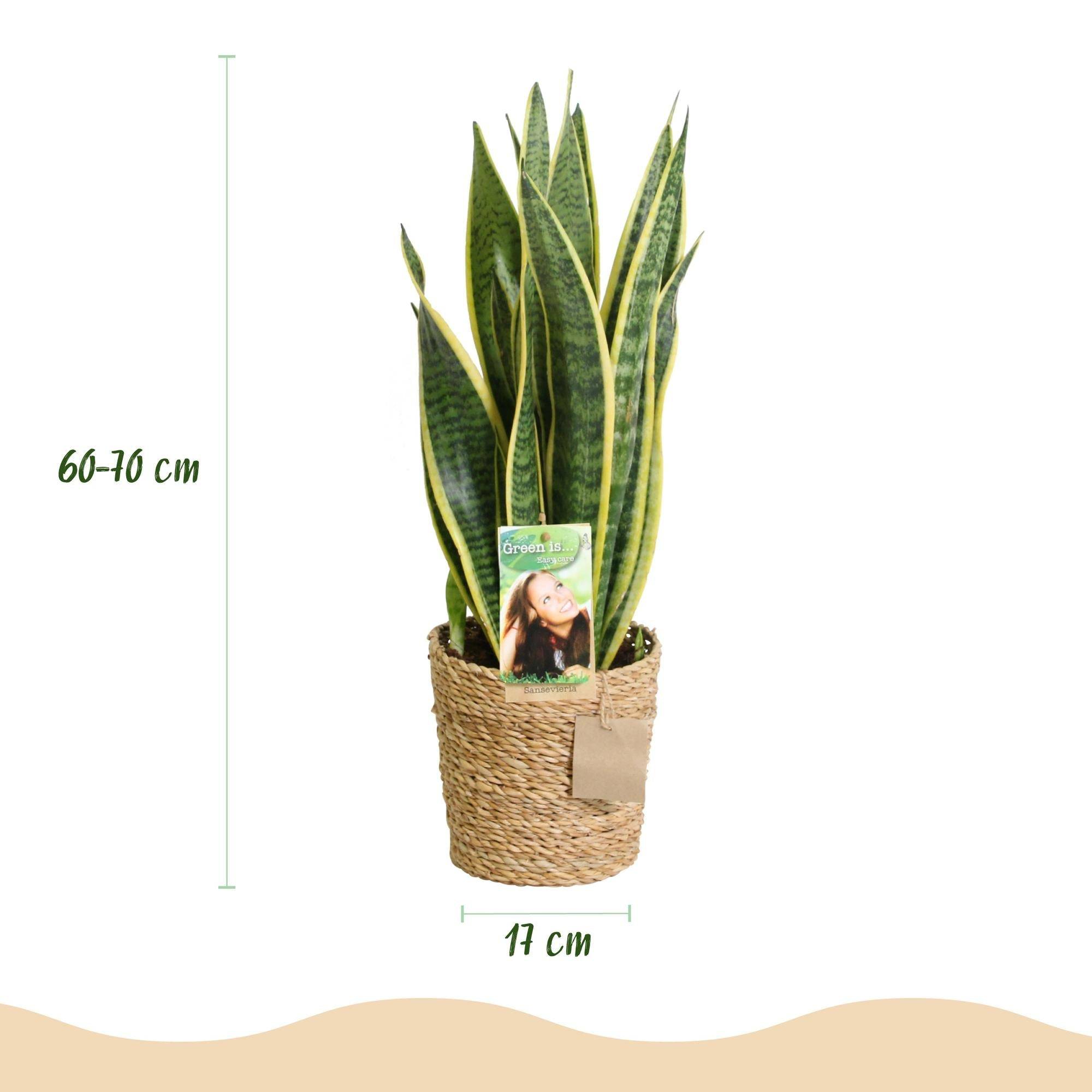 Sansevieria Laurentii - D17 H70cm - Image 4