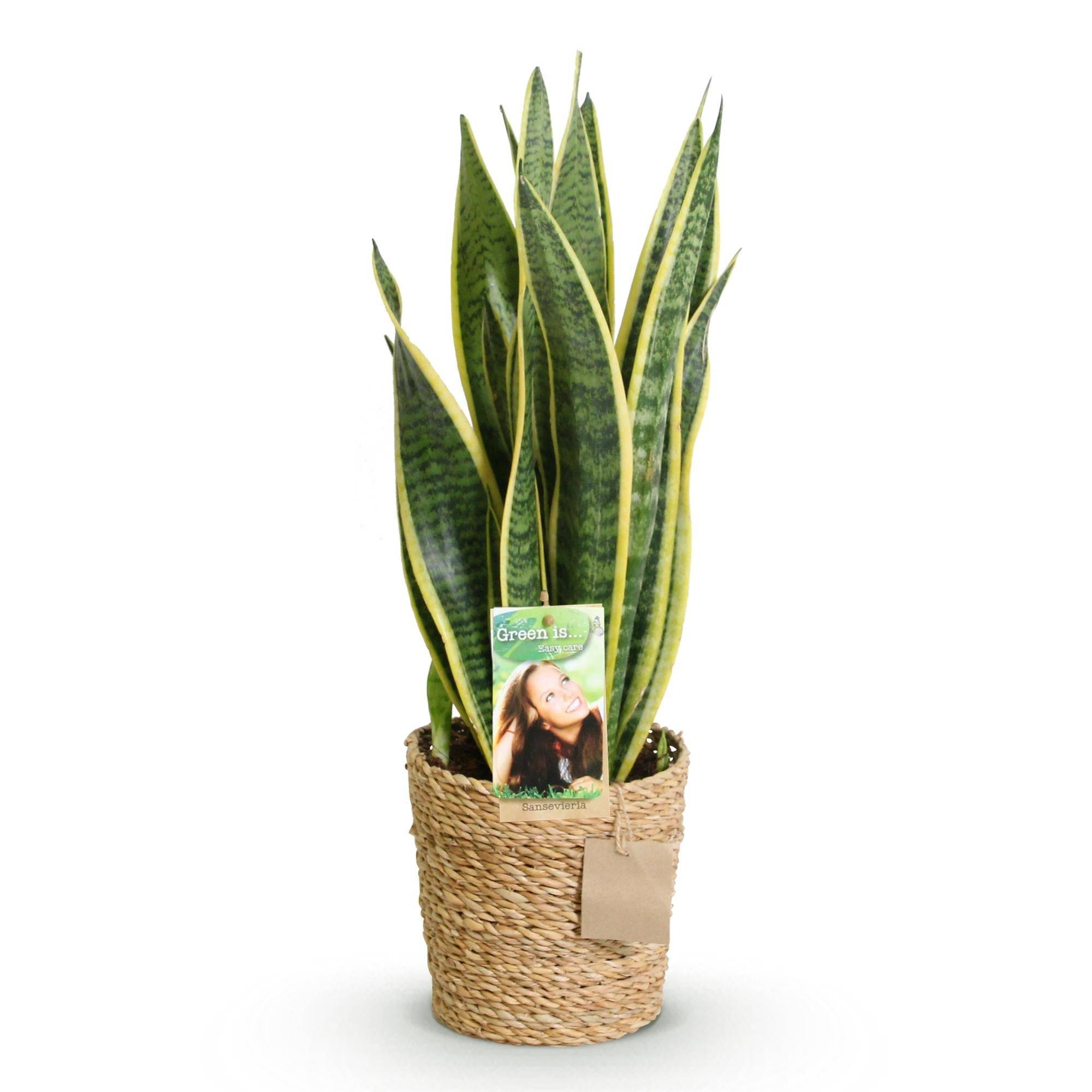 Sansevieria Laurentii - D17 H70cm - Image 3