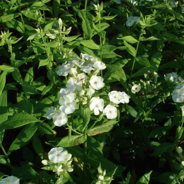 Phlox paniculata Jade - Phlox paniculé Petites Racines nues, qualité premium