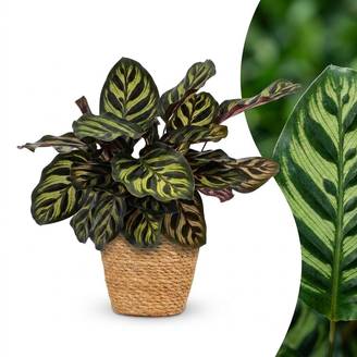 Calathea Makoyana - Plante Paon - Pot de 12cm - Hauteur 25cm - 1 plante - Panier - Plantes d'intérieur