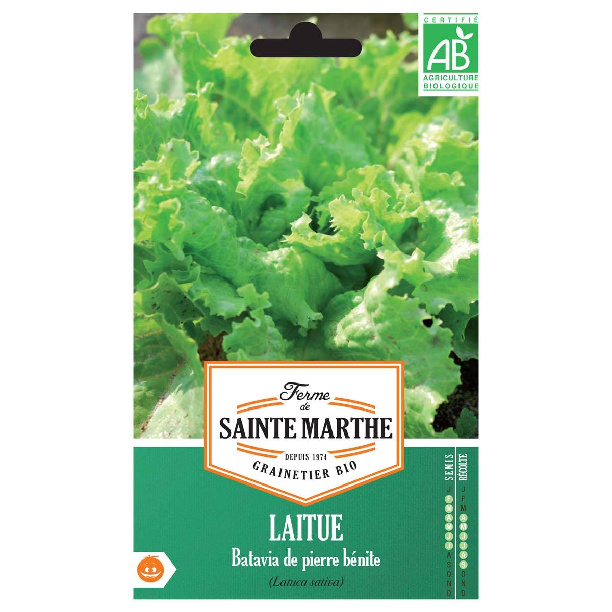 Laitue pommée Reine de Mai de pleine terre Bio - Ferme de Sainte Marthe le sachet de 2500 graines environ (3g)