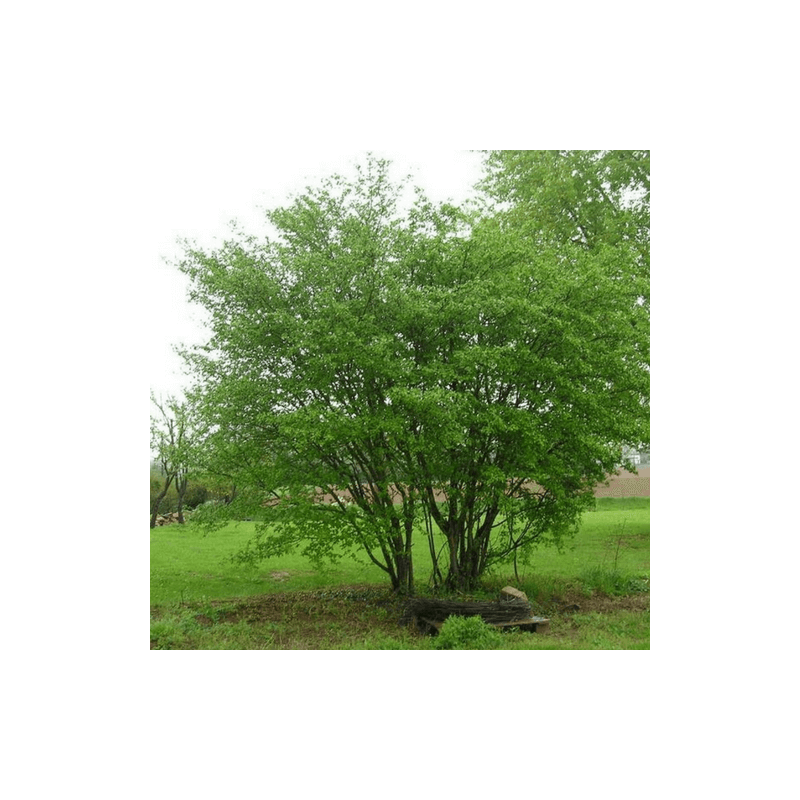 Cornouiller sanguin (Cornus sanguinea) - Godet - Taille 13/25cm - Pépinières Naudet - Imagen 5
