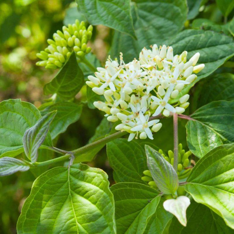 Cornouiller sanguin (Cornus sanguinea) - Godet - Taille 13/25cm - Pépinières Naudet - Imagen 1