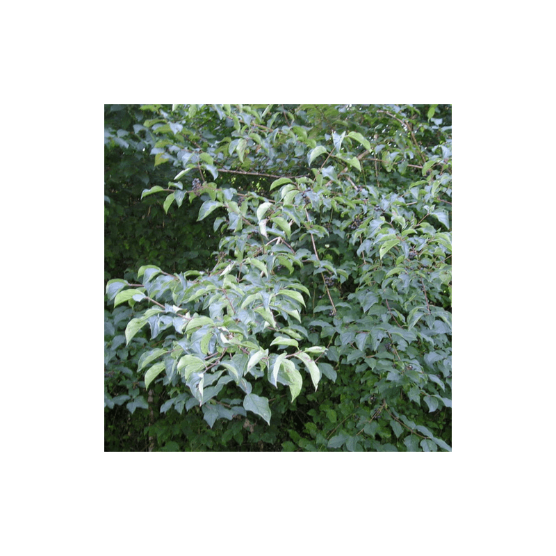 Cornouiller sanguin (Cornus sanguinea) - Godet - Taille 13/25cm - Pépinières Naudet - Imagen 4