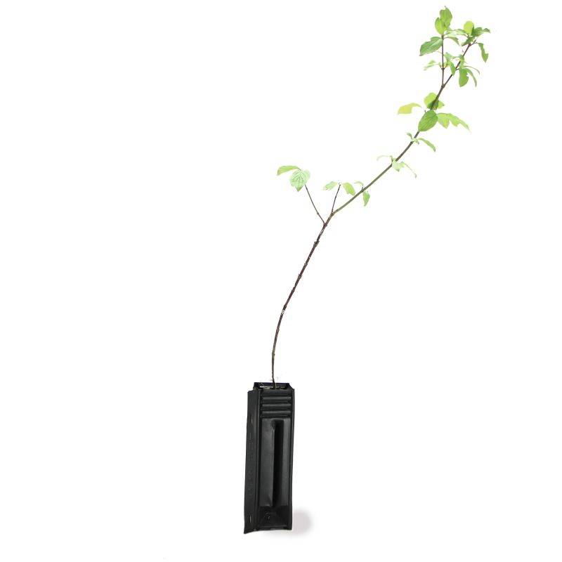 Cornouiller sanguin (Cornus sanguinea) - Godet - Taille 13/25cm - Pépinières Naudet - Imagen 2