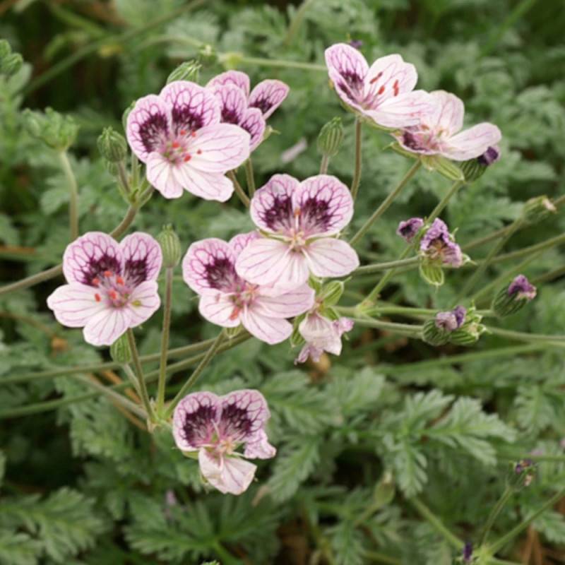 Bec de Grue Natasha, Erodium à fleurs Rose/ - feuillage Persistant - Godet - 5/20 cm - Image 5