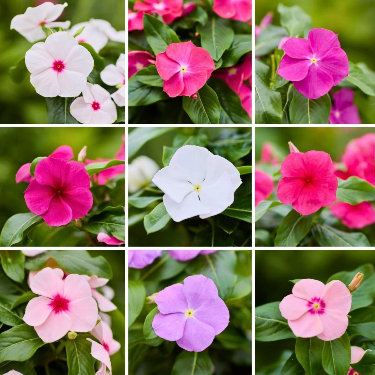Promesse de Fleurs - Graines de Pervenche de Madagascar Heatwave Mix - Catharanthus roseus le sachet de 35 graines environ