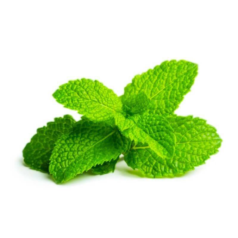 Menthe Verte (Mentha Spicata) - Godet - Taille 10/15cm - Pépinières Naudet