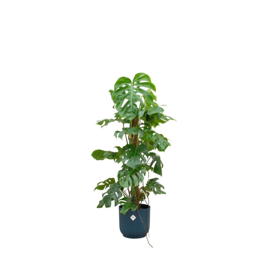 Monstera Pertusum 120cm et son pot- La Green Touch Bleu - Hauteur 120cm