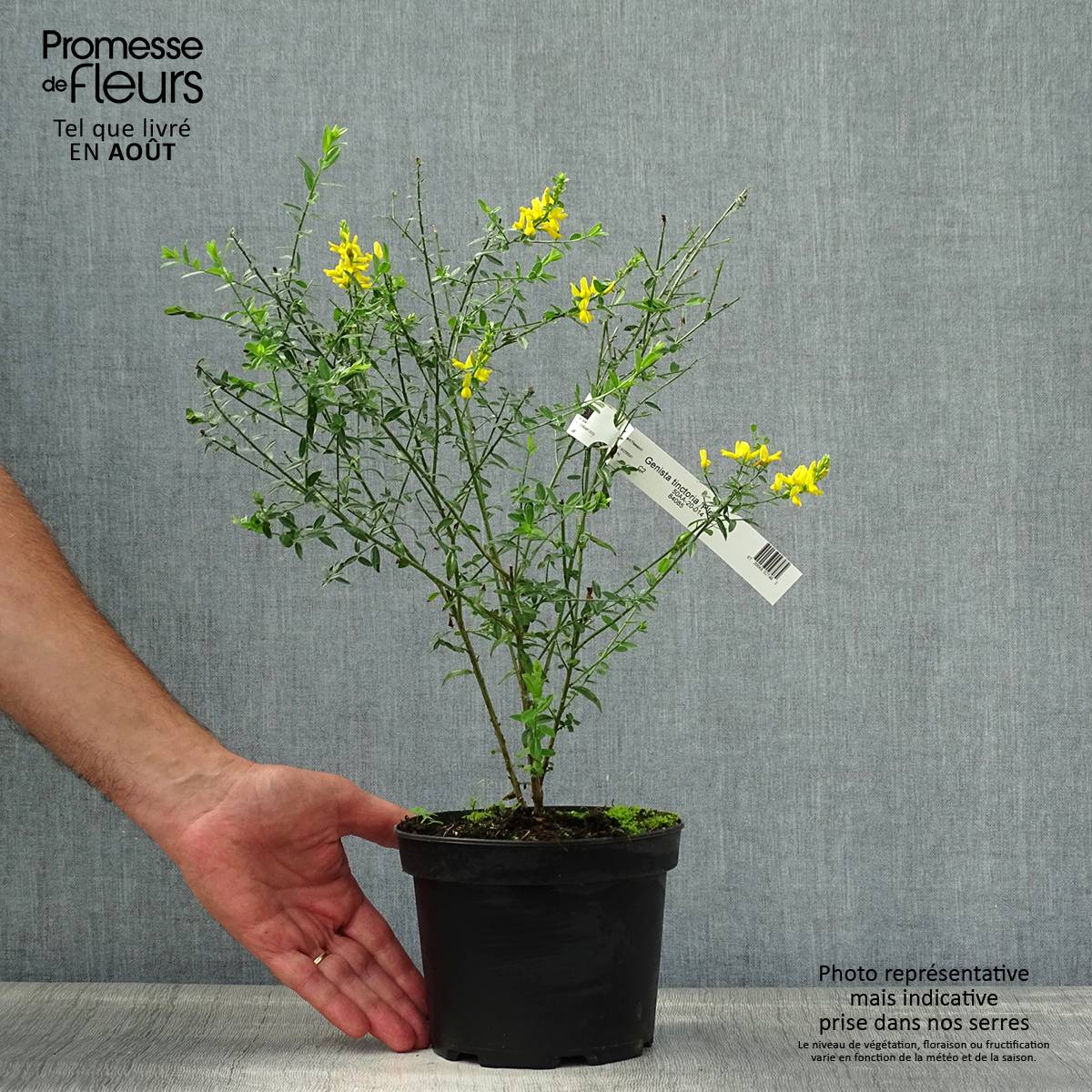 Genista tinctoria Plena - Genêt des teinturiers Pot de 2L/3L - Image 2