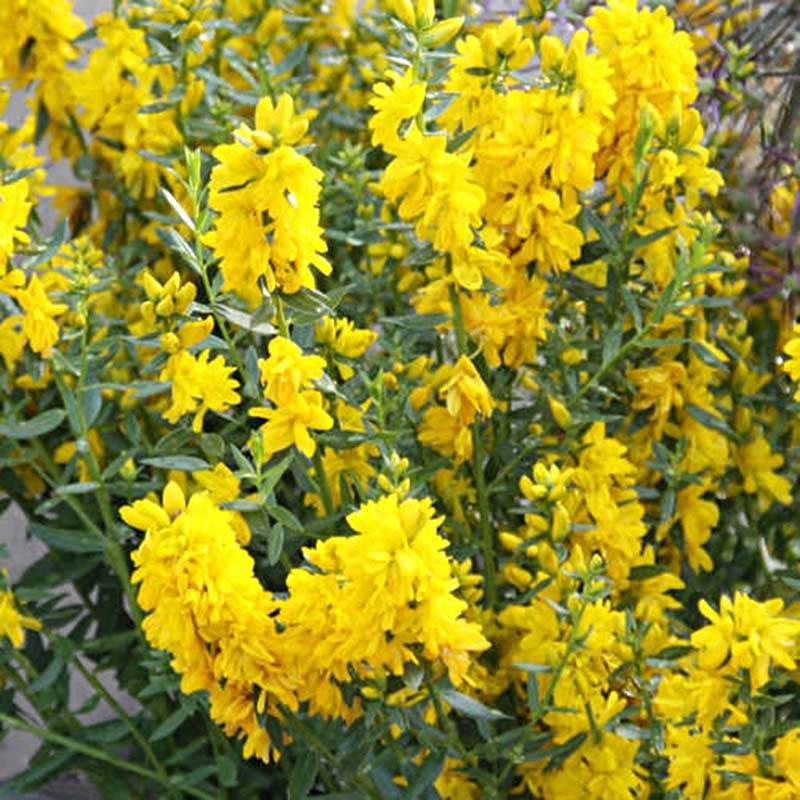 Genista tinctoria Plena - Genêt des teinturiers Pot de 2L/3L - Image 1