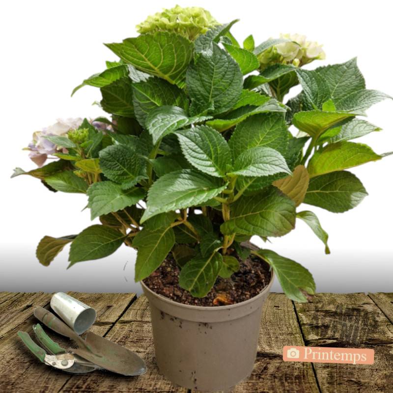 Hortensia Blanc, Hydrangea macrophylla à fleurs Blanche - feuillage Caduc - Pot de 7,5L - 40/60 cm-  hauteur à maturité De 1,00 m à 1,50 m - Imagen 4