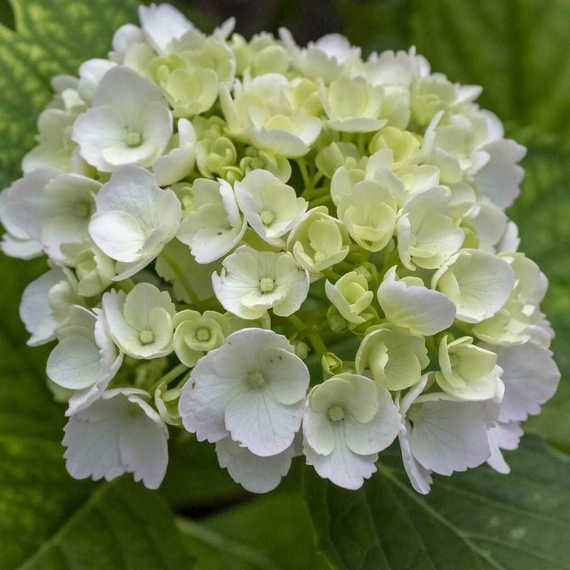 Hortensia Blanc, Hydrangea macrophylla à fleurs Blanche - feuillage Caduc - Pot de 7,5L - 40/60 cm-  hauteur à maturité De 1,00 m à 1,50 m - Imagen 1