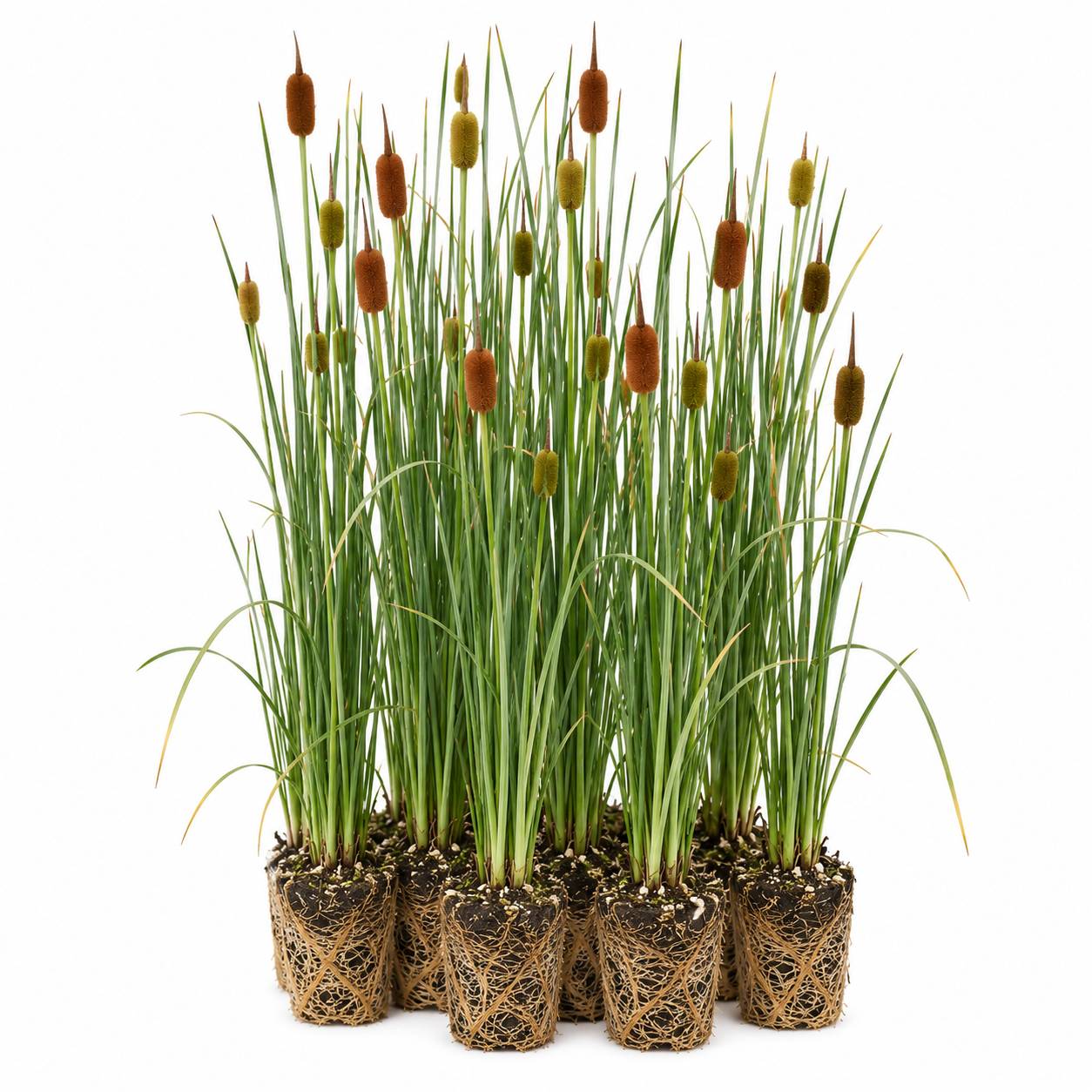 Massette naine - Typha minima - 12 plantes - Image 1