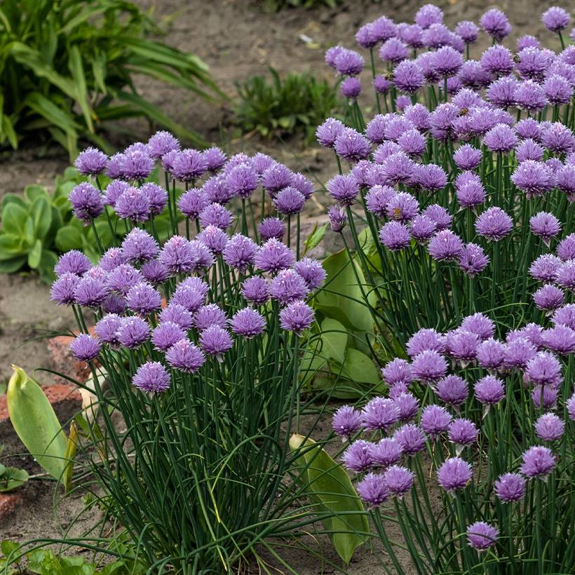 Ail d'ornement - Allium Serendipity Pot de 2L/3L