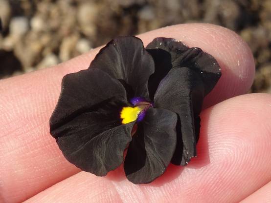 Promesse de Fleurs - Viola cornuta Molly Sanderson - Pensée Godet de 8/9 cm
