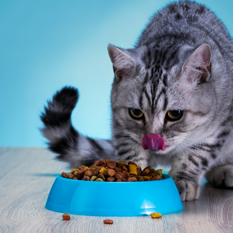 Eukanuba - Eukanuba - Croquettes au Poulet pour Chat - Imagen 2