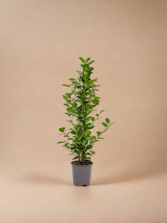 Ficus - Le Moclame- La Green Touch - Image 1