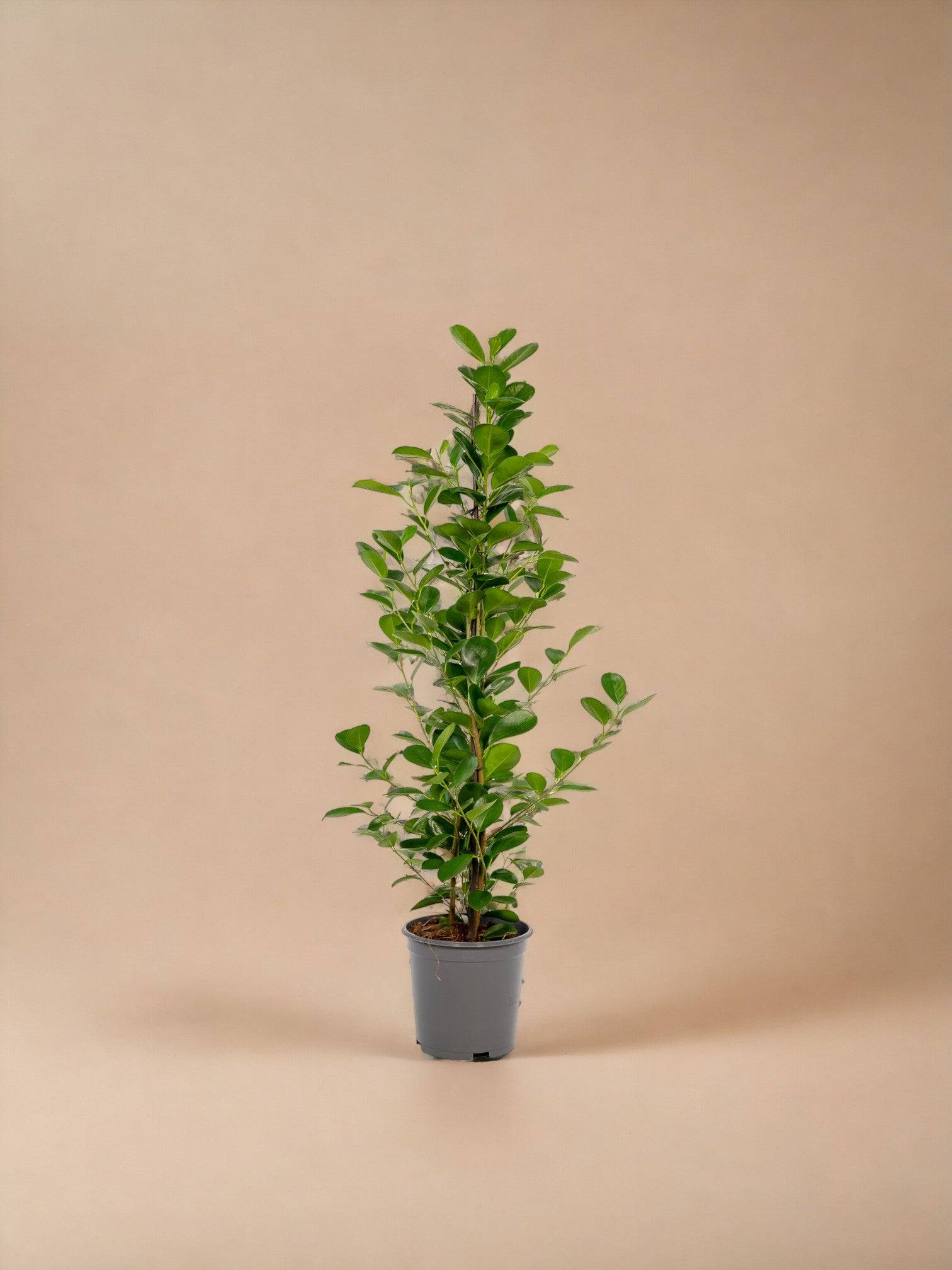 Ficus - Le Moclame- La Green Touch - Image 1