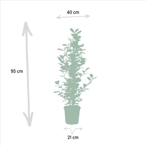 Ficus - Le Moclame- La Green Touch - Image 4