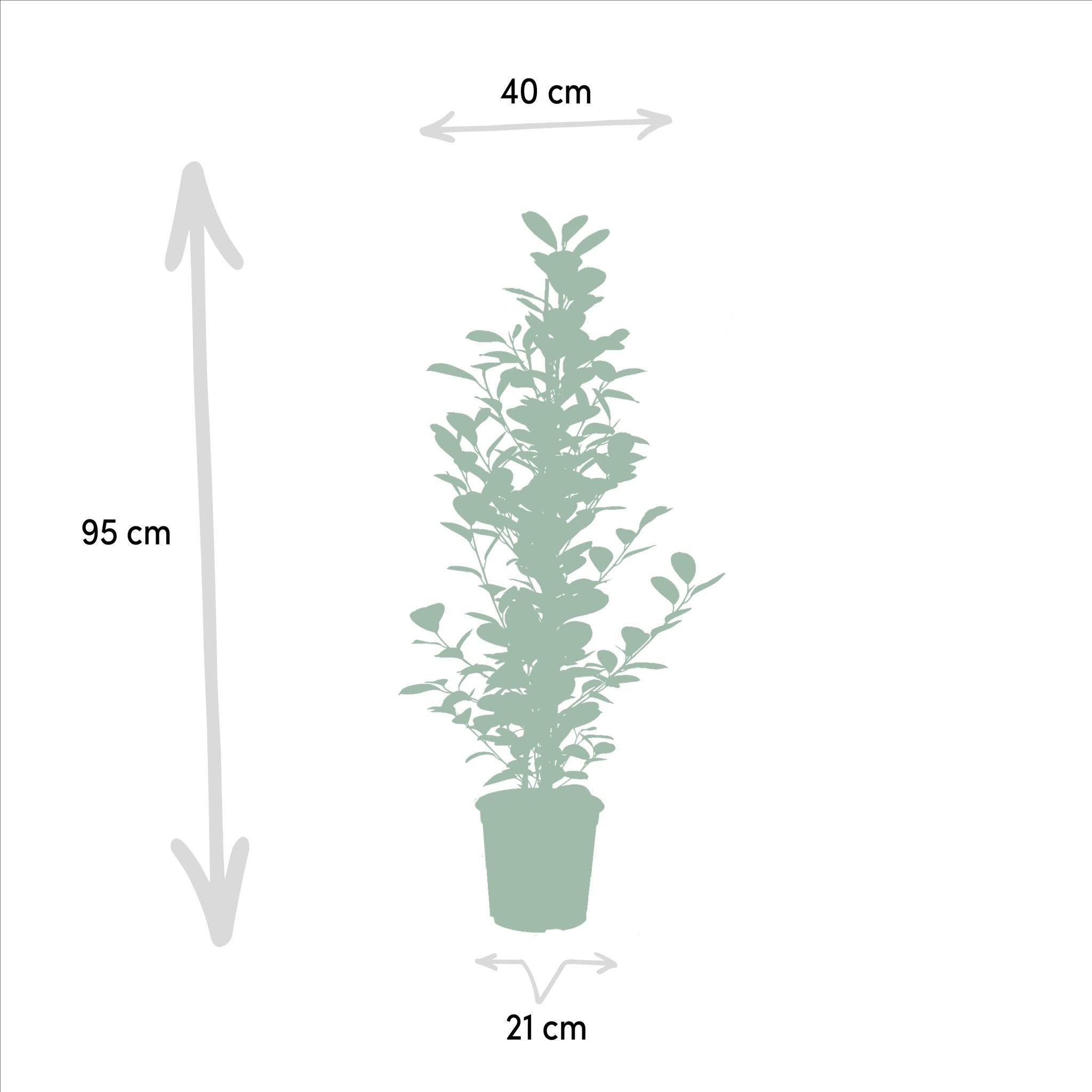 Ficus - Le Moclame- La Green Touch - Image 4