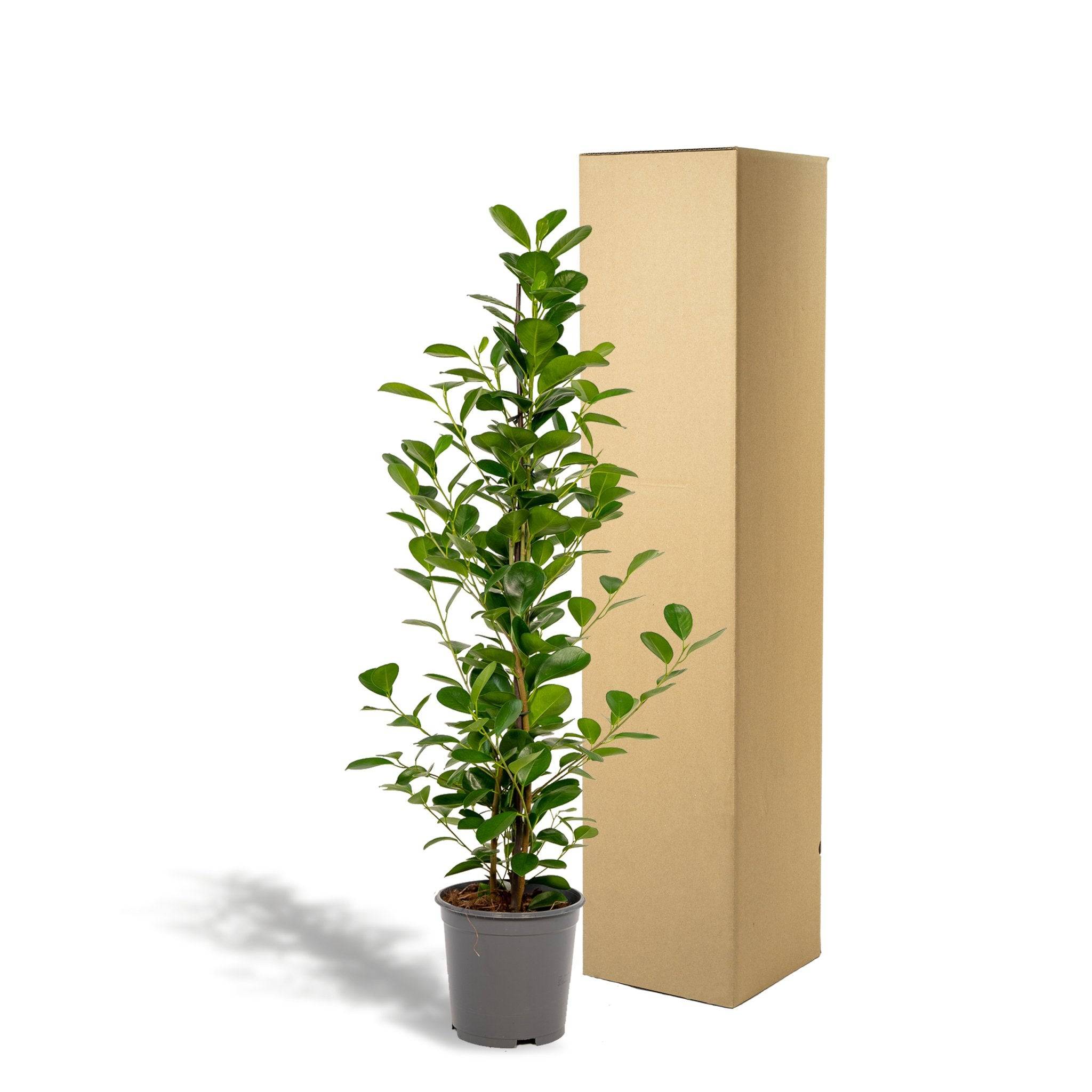 Ficus - Le Moclame- La Green Touch - Image 5